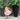 //thecutestlittle.com/cdn/shop/files/3246ATopanga-TOPANGA-4_160x0.jpg?v=1708650793