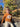 //thecutestlittle.com/cdn/shop/files/1965p_2_345x0.jpg?v=1788295033