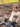 //thecutestlittle.com/cdn/shop/files/Beige_Bronco_2_345x0.webp?v=1773169733